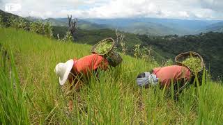 Changing Rainfall Patterns, Inadequate Irrigation Facilities Leave Farmers Dry | Imphal Free Press