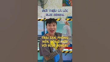 Cá Lóc Blue Bengal là gì? Khó nuôi không, làm sao để cá trở nên đẹp hơn | Cá cảnh An An #cacanhanan