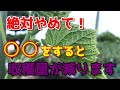 【きゅうり】プランター初心者がやりがちな、やってはいけない間違った行動。 【家庭菜園】