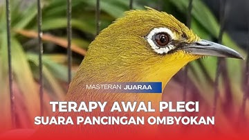 Masteran Sore Naikan Emosi Pleci Agar Buka Paruh Terapi Dengan Suara Ribut Saling Saut🔥 Tembakan