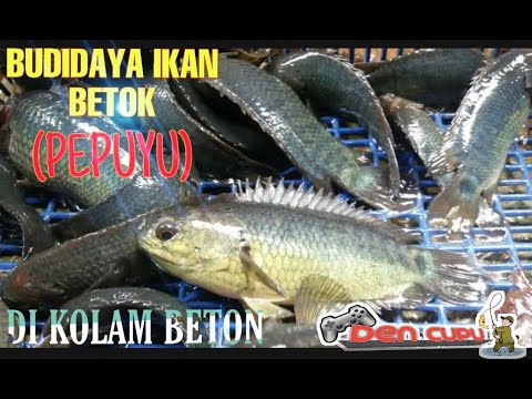 Cara Budidaya Ikan Betok Pepuyu Di Kolam Beton Mancing Mania