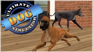 Breaking Up a Warrior Cat Meeting?!  Ultimate Dog Simulator  Episode #5