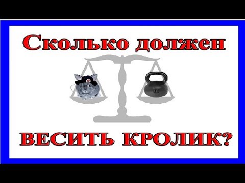 Сколько должен весить кролик?