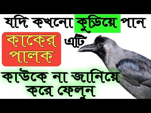 ভিডিও: কাকের পালকে কী বলা হয়?