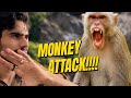 Monkey ne attack kar dia! 😨