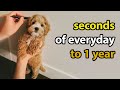 Puppy Growing 8 Weeks to 1 Year | Cavapoo