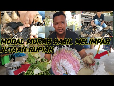 Video: Penarikan Makanan Anjing Beras Merah Dan Ayam Yang Berlimpah Diterbitkan Di Beberapa Lokasi Toko Kelontong Karena Peningkatan Kadar Vitamin D