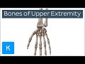 Overview of upper extremity bones  human anatomy kenhub