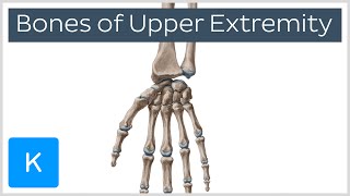 Overview of Upper Extremity Bones  Human Anatomy | Kenhub