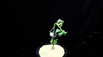 x4 2,4-D (SOA 4) velvetleaf angle 3