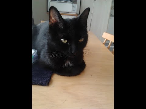 Video: Kissan Terveysopas: Kissanpentu Vanhemmalle Kissalle