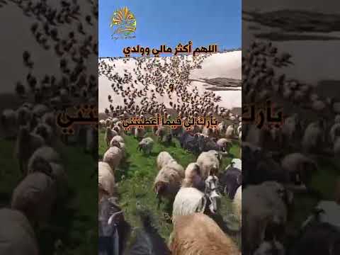 اللهم أكثر مالي وولدي وبارك لي فيما أعطيتني دعاء البركة في الرزق الشيخ مشاري الخراز 
