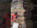 Kunci menanam bawang merah #bawangmerah