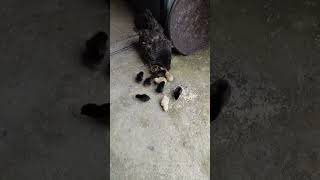 Şuraya birkaç civciv sesi bırakıyorum... #kümeshayvanları #kümes #tavuk #civcivler