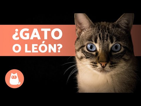 Vídeo: Un Gato Con Dos Pares De Orejas Vive En El Reino Unido (3 Fotos) - Vista Alternativa