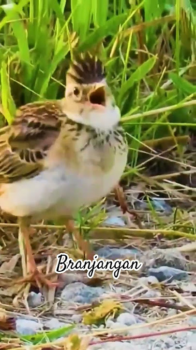 burung Branjangan di alam liar #branjangan #hobiburung #thebirdsonggroup