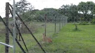 The jumping ability of a Caracal cat