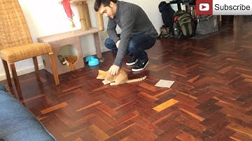 How to Clicker Train a Cat or Kitten Using Free Shaping