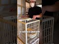 啊？ 你們聽過反向貓舍這個詞嗎？#探店 #美食 #阿鸡AJ