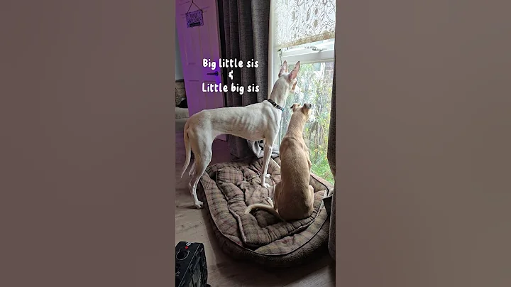 Just watching the world go by 🌎💙 #sisters #whippet #podenco #podencoibicenco #sighthound #littledog