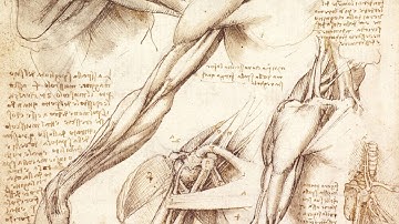 Arm Anatomy - Anatomy Master Class