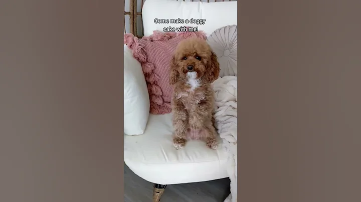 5 Ingredient Dog Cake Recipe - Good for birthdays and parties! #shorts #shortsdog #dog #dogs