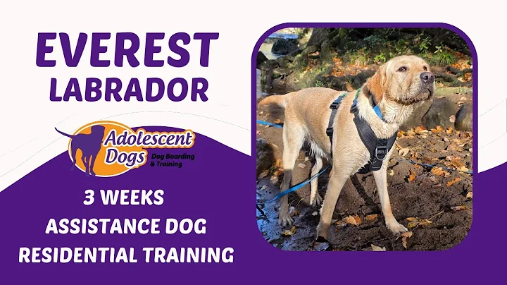 Everest the Labrador | 3 Weeks Assistance Dog Residential Training