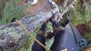 Dismantling A Large White Oak Tree Part 4 - (2017)