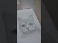 cat drawing portrait art (pls) rate my art based on your official#portrait #art #artist #drawing