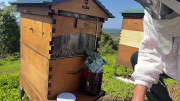 How to prevent your hive from swarming