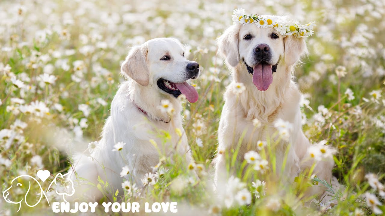Relaxing Music For Dogs💖🐶Anti Separation Anxiety Relief🐶💖Pet music🎵 Deep Sleep🐶
