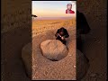 only the Eagle can carryout this trick #animals #comedymove #ai #funnyvideos #funniestvideo