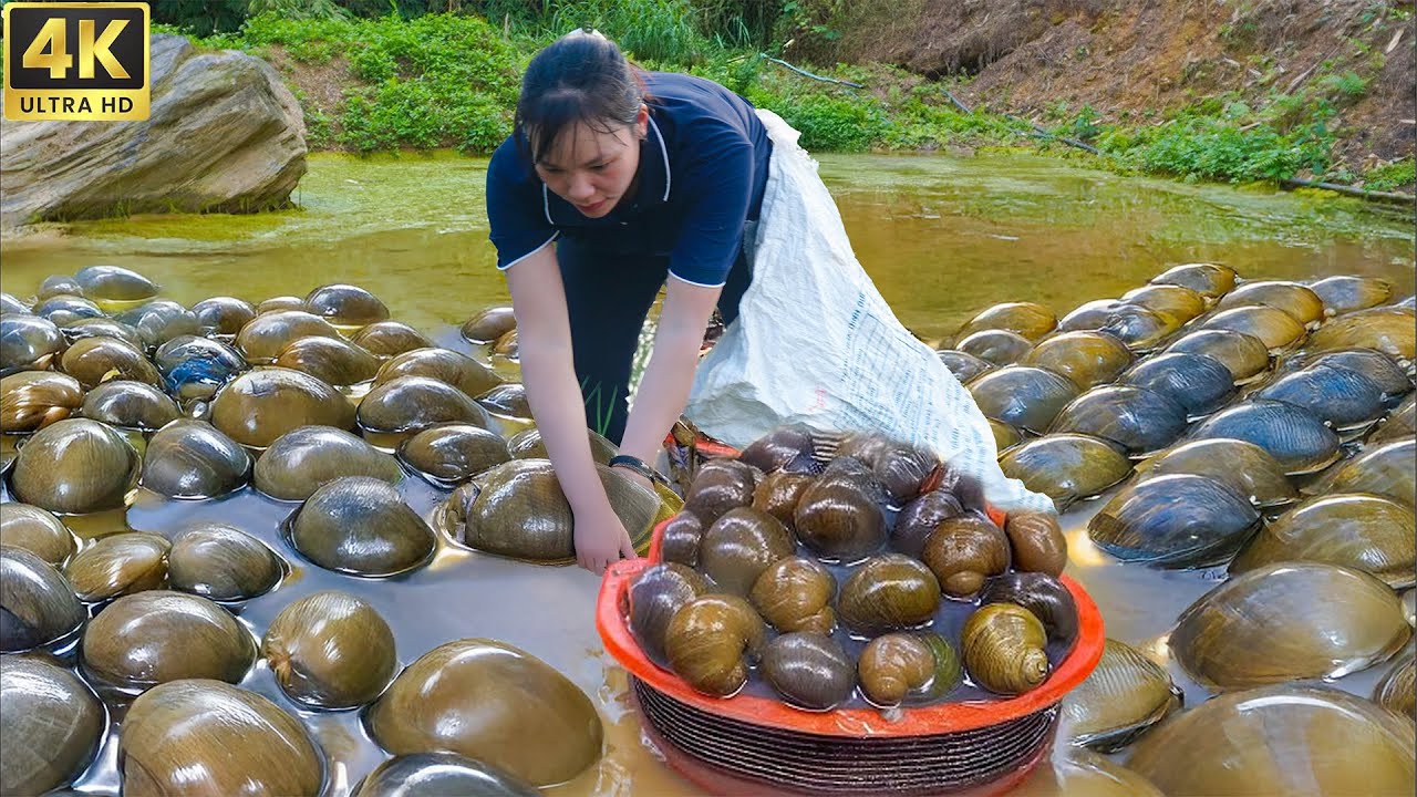 Harvesting Tons of Giant Snails by Hand in Mud Pond & Cooking Snails for Market | Daily Life