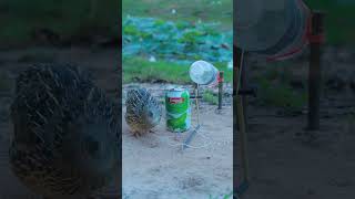 Simple Bird Trap - Quail Traps #shortvideo #shorts