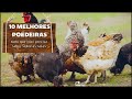 👔 10 melhores GALINHAS para começar sua GRANJA