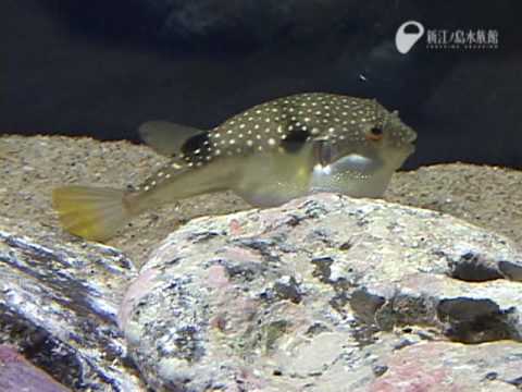 目の前で膨らむフグ The Globefish Which Swells Out Youtube