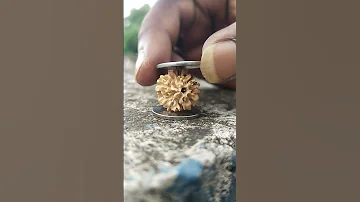 How to check original Rudraksha using 2 coins ||