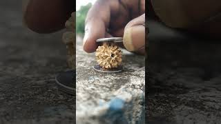 How to check original Rudraksha using 2 coins || screenshot 2