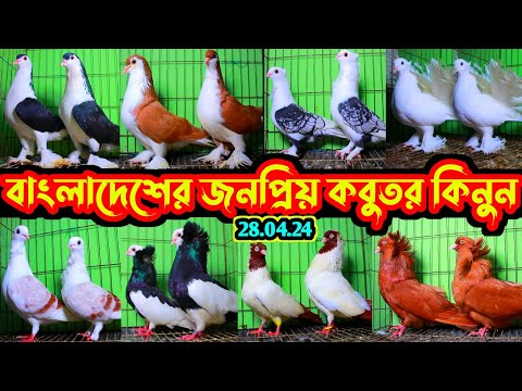 সিমিত দামে বাংলাদেশের জনপ্রিয় সব হাই কোয়ালিটি ফেন্সি কবুতর কিনুন | সবচেয়ে কম দামে কবুতর বিক্রি হবে