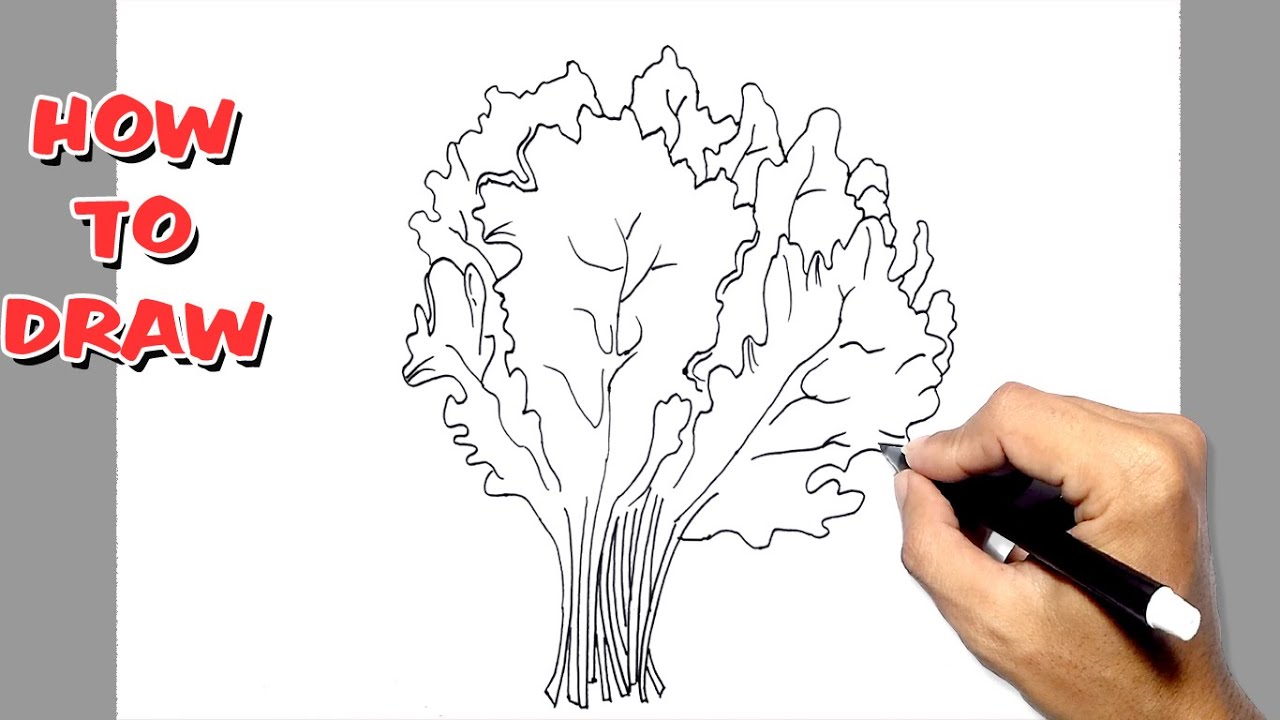 How to Draw Kale YouTube