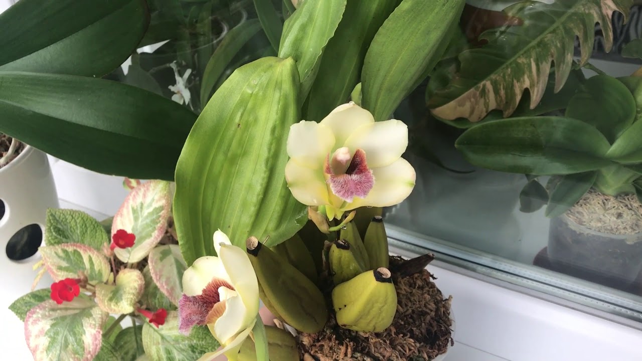 Bifrenaria harrisoniae /Бифренария Хариссона/