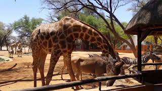 African plains game Feeding Time.