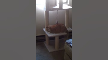 Abby loves Bliss Mist Catnip Spray