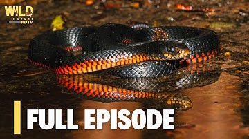 Extreme Snakes | Australia | Full episode | Animal documentary