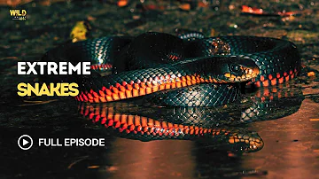 Extreme Snakes | Australia | Full episode | Animal documentary