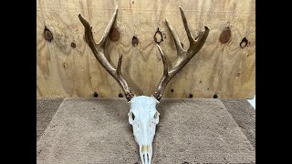 European Mount Deer Skulls by Just Tinkering 136 views 4 months ago 28 minutes