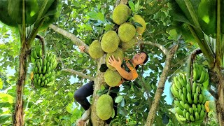 Harvesting Jackfruits, Bananas and Vegatable in the Garden go to Market sell | Tran Thi Huong