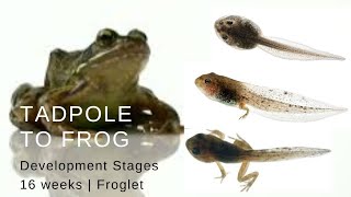 tadpole to frog lifecycle 