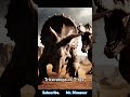 Triceratops 🦖 | The Three-Horned Warrior of the Cretaceous