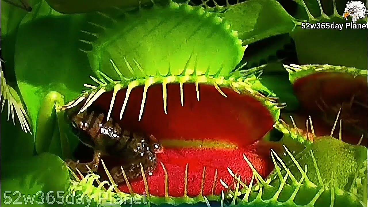 Largest Venus Fly Trap YouTube Largest Venus Fly Trap YouTube